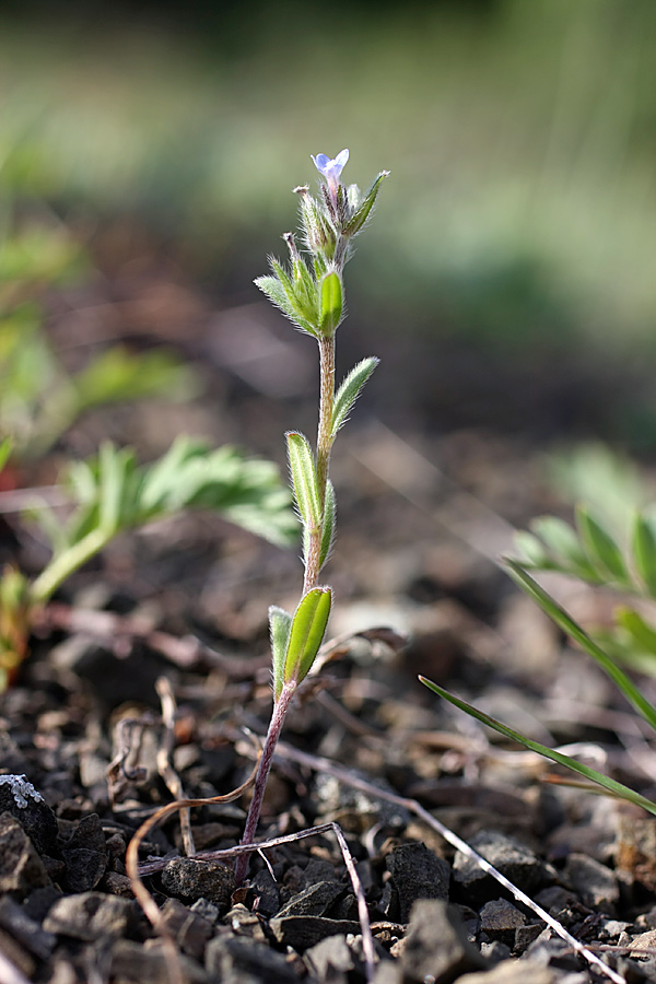 Image of Buglossoides arvensis specimen.