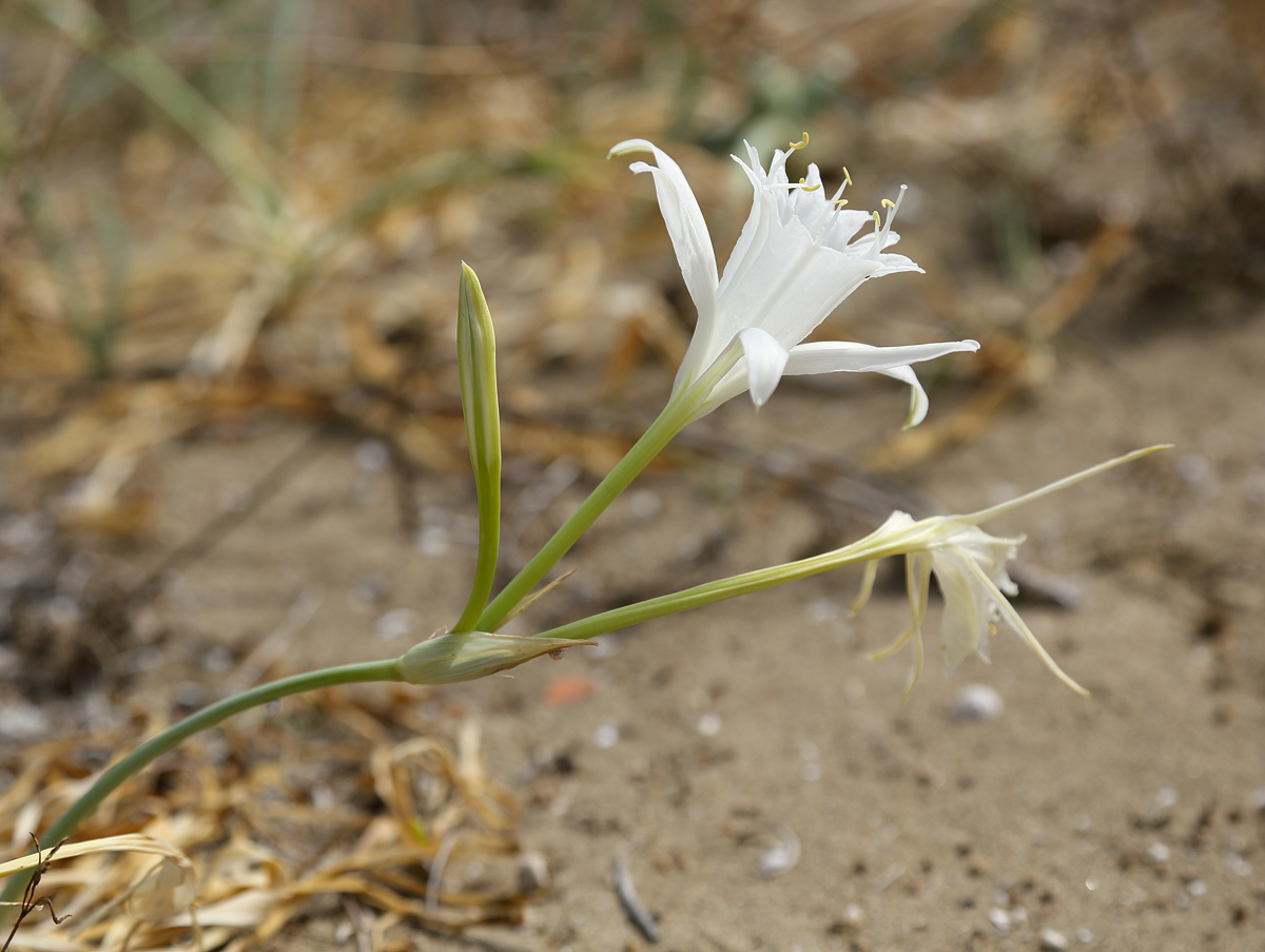 Изображение особи Pancratium maritimum.