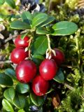 Vaccinium vitis-idaea. Верхушка плодоносящего растения. Якутия, Мегино-Кангаласский улус, сосновый бор на склоне террасы. Начало августа 2013 г.