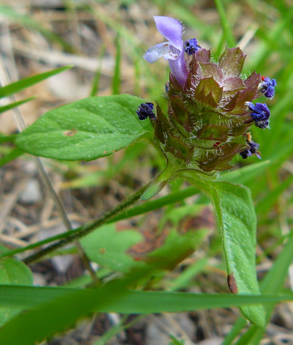 Изображение особи Prunella vulgaris.