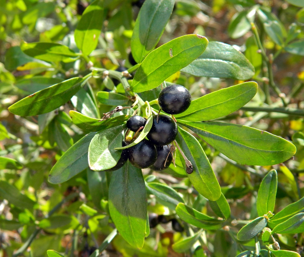 Изображение особи Jasminum fruticans.