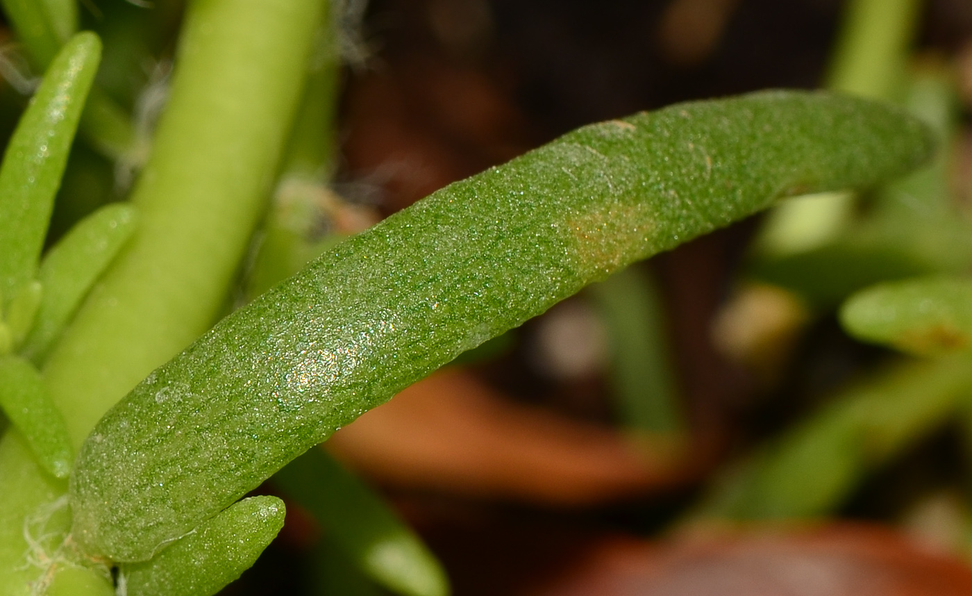 Image of Portulaca grandiflora specimen.