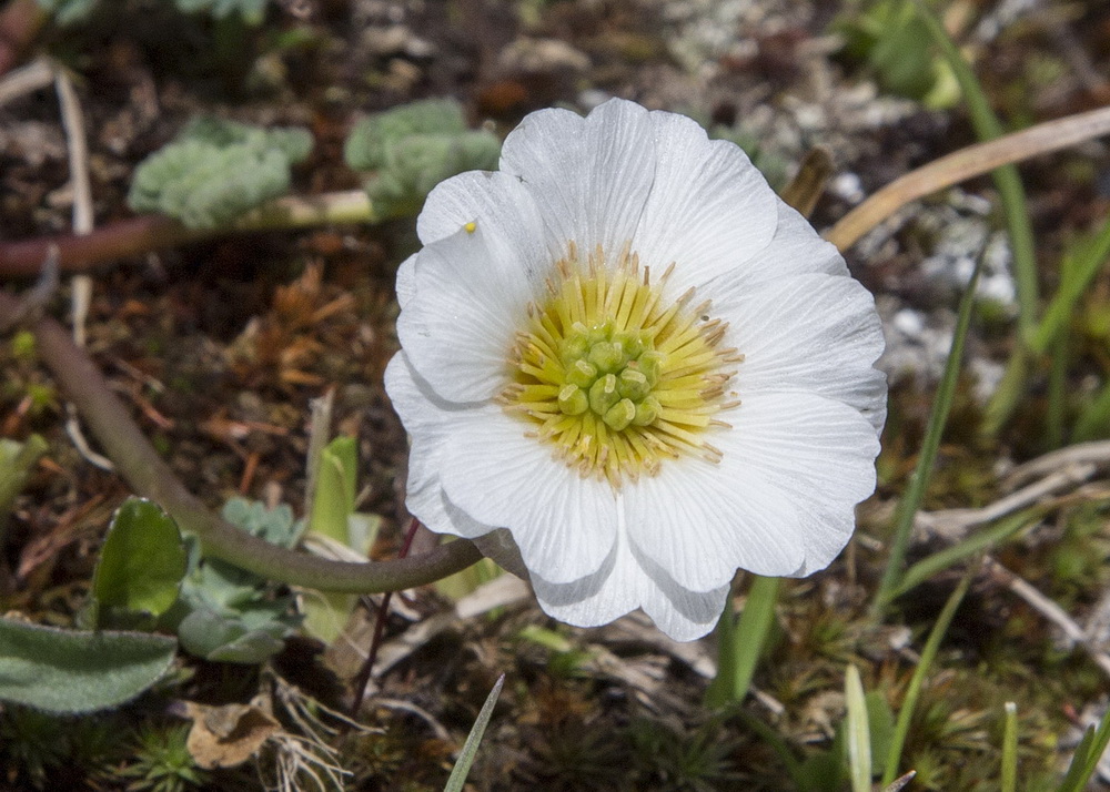 Image of Callianthemum alatavicum specimen.