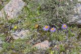 Aster vvedenskyi. Цветущие растения на альпийском лугу. Казахстан, Заилийский Алатау, перевал Талгар, 3200 м н.у.м. 30.06.2013.