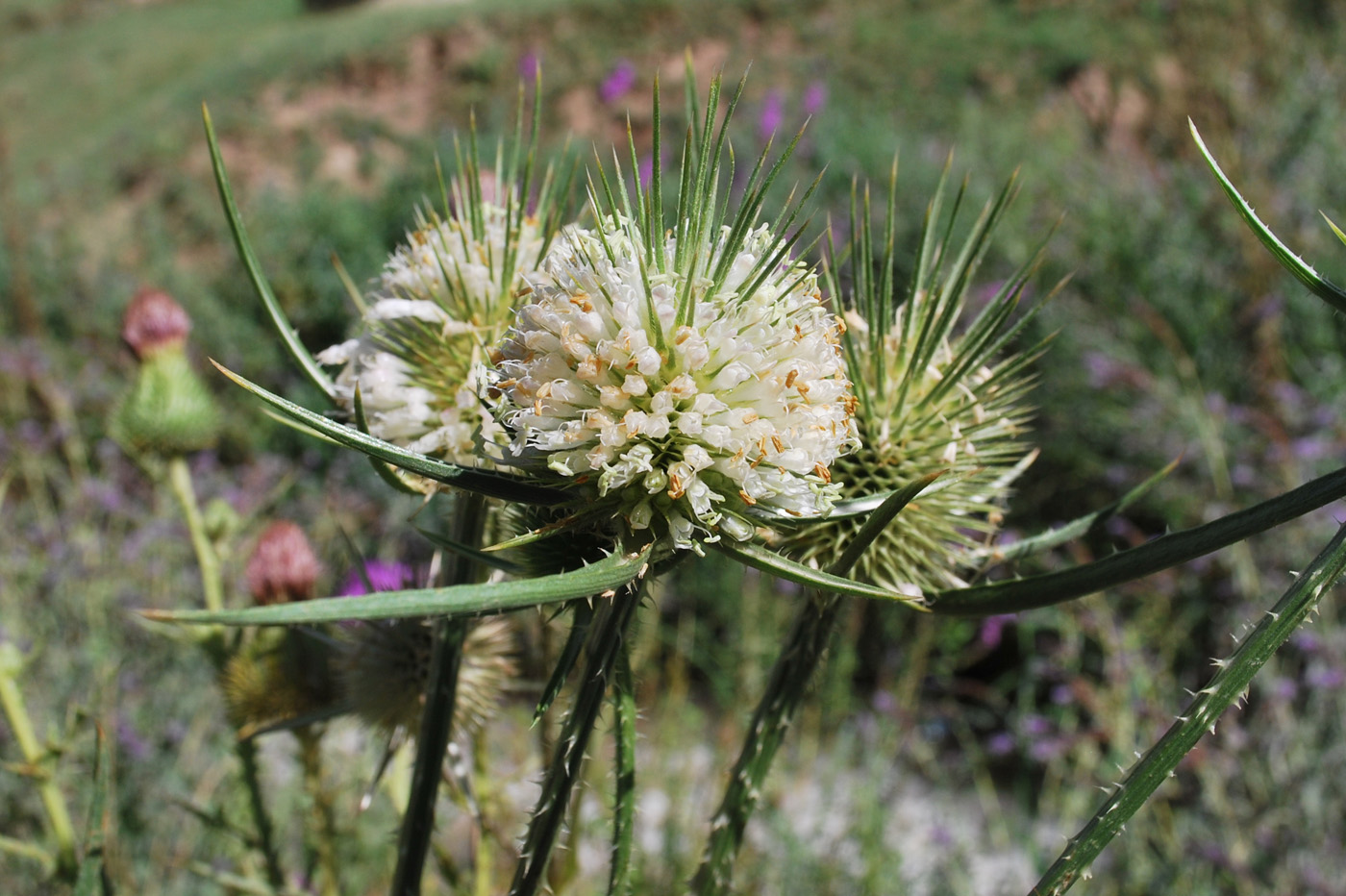 Изображение особи Dipsacus laciniatus.