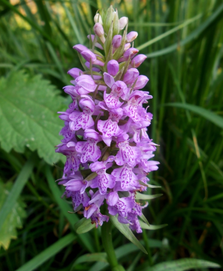 Image of Dactylorhiza baltica specimen.