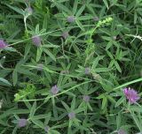 Trifolium alpestre. Расцветающие растения. Белгородская обл., Губкинский р-н, запов. \"Белогорье\" \"Ямская степь\". 11 июня 2009 г.