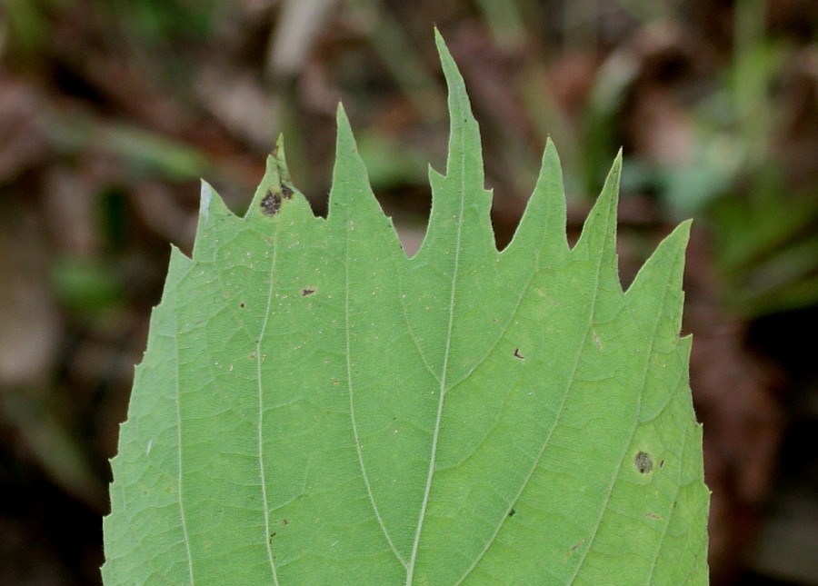 Изображение особи Celtis koraiensis.