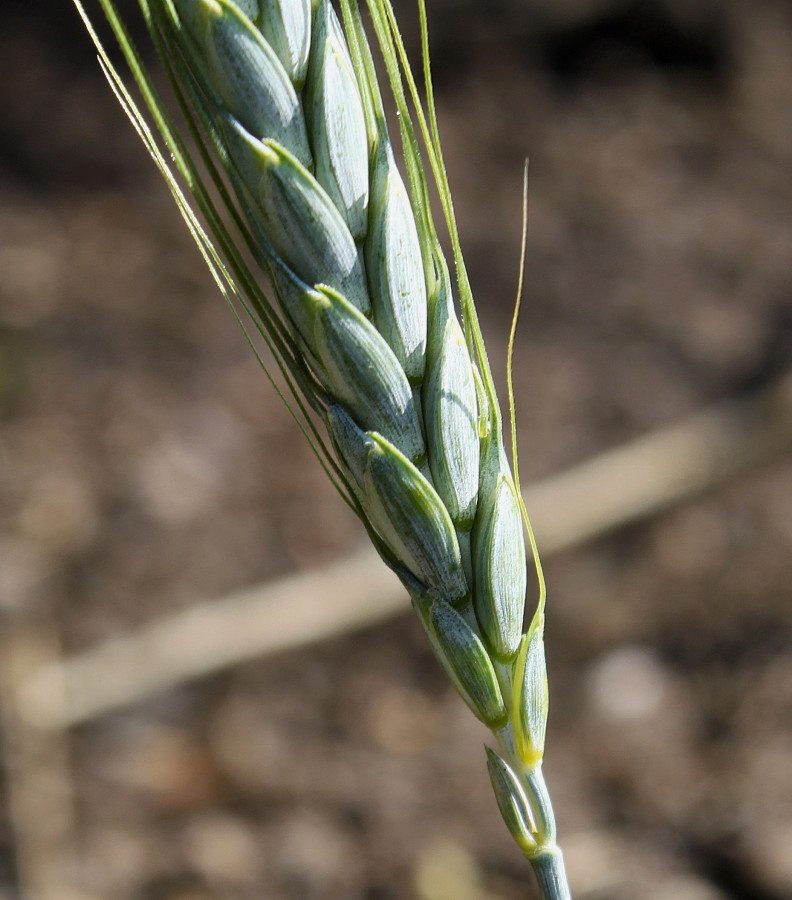 Image of Triticum dicoccum specimen.