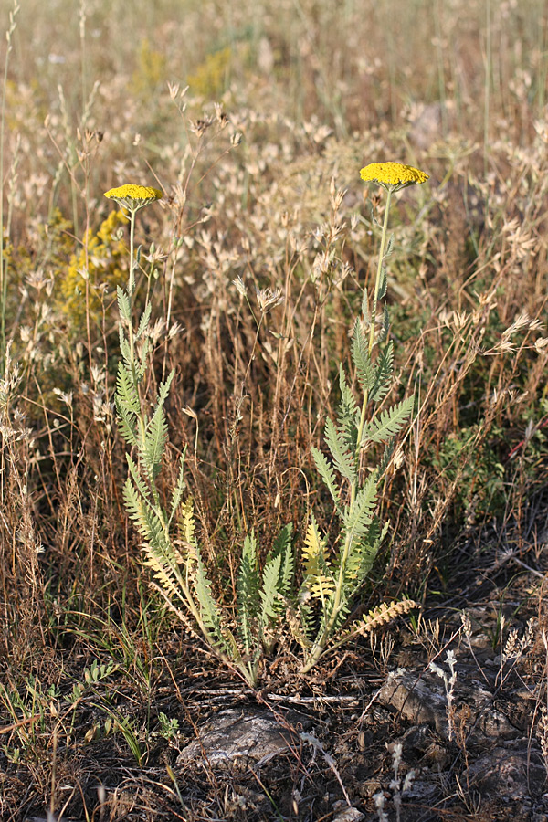 Изображение особи Achillea filipendulina.