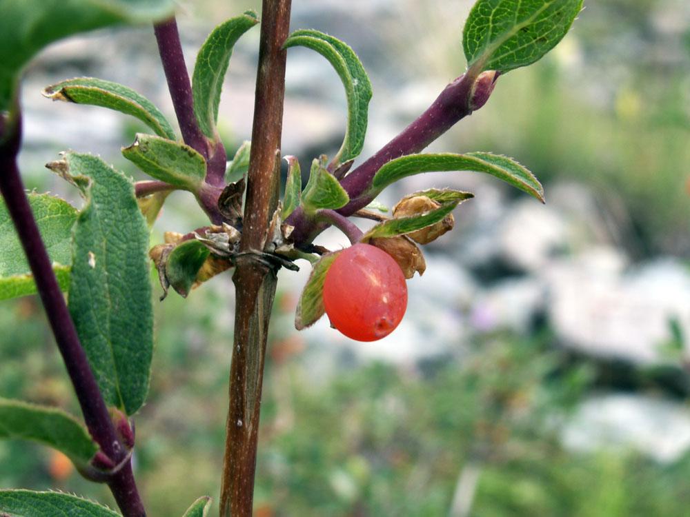 Image of Lonicera olgae specimen.