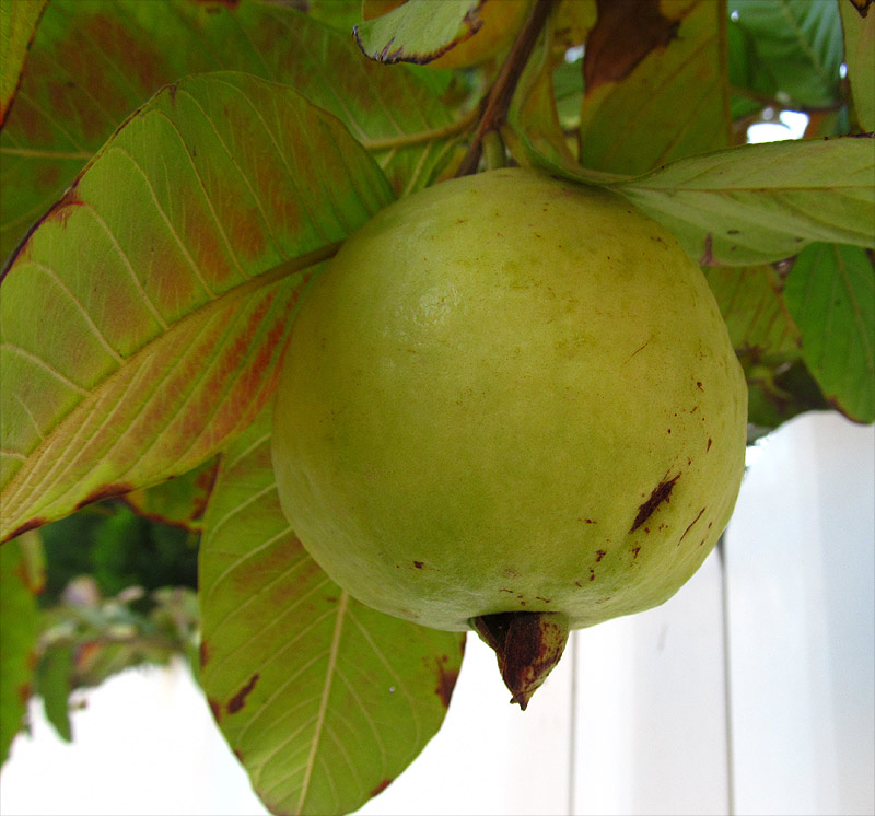 Image of Psidium guajava specimen.