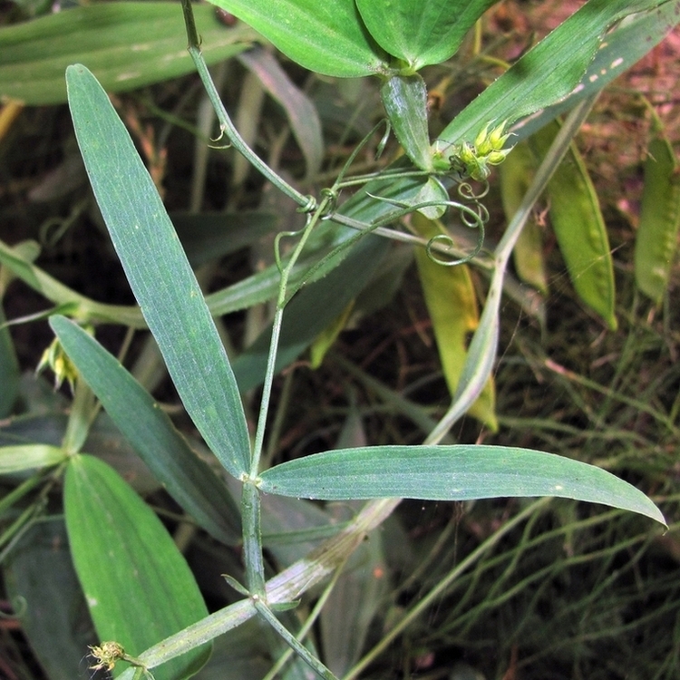 Изображение особи Lathyrus sylvestris.