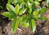 Magnolia grandiflora