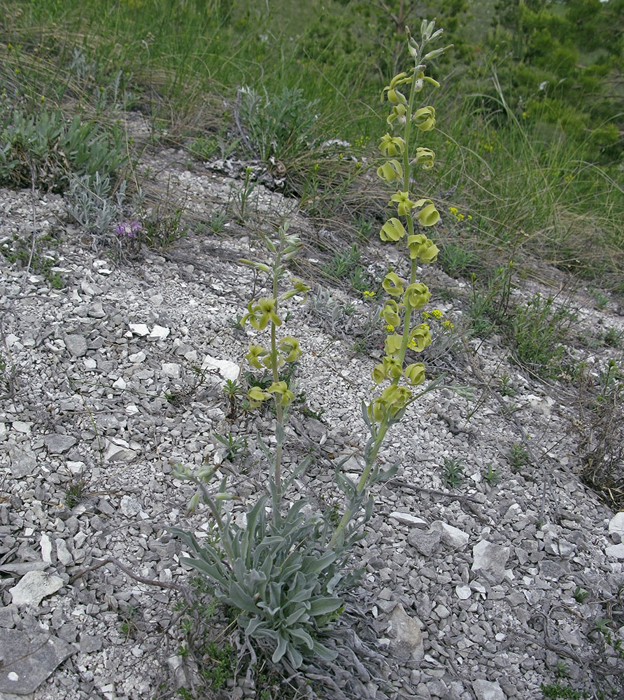 Image of Matthiola fragrans specimen.