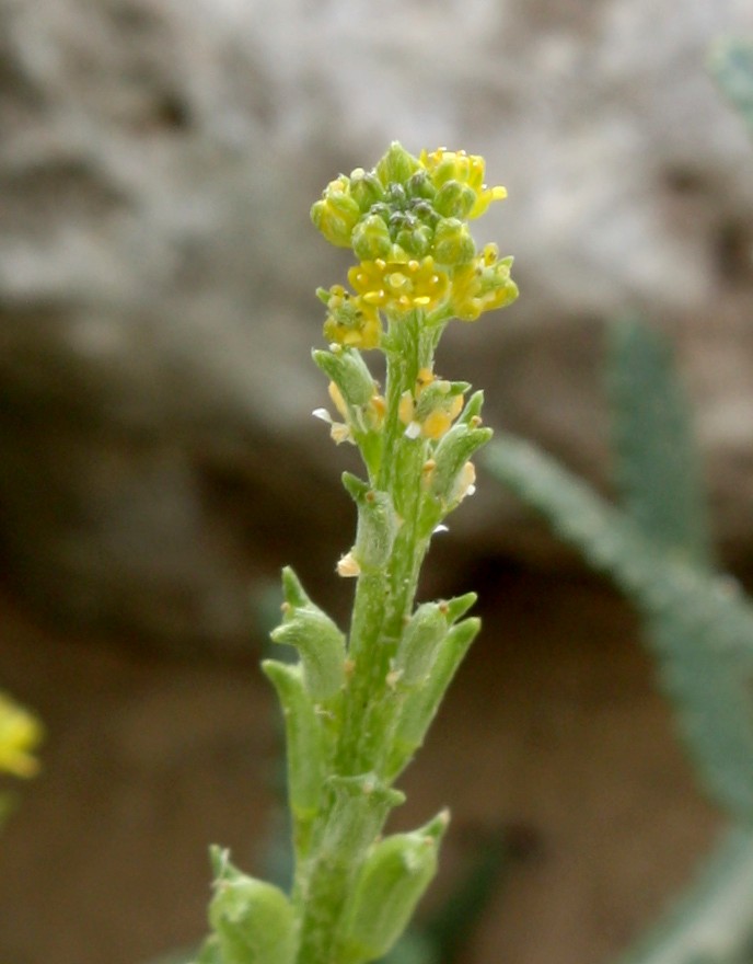 Image of Notoceras bicorne specimen.