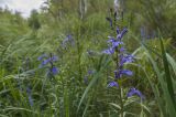 Lobelia sessilifolia