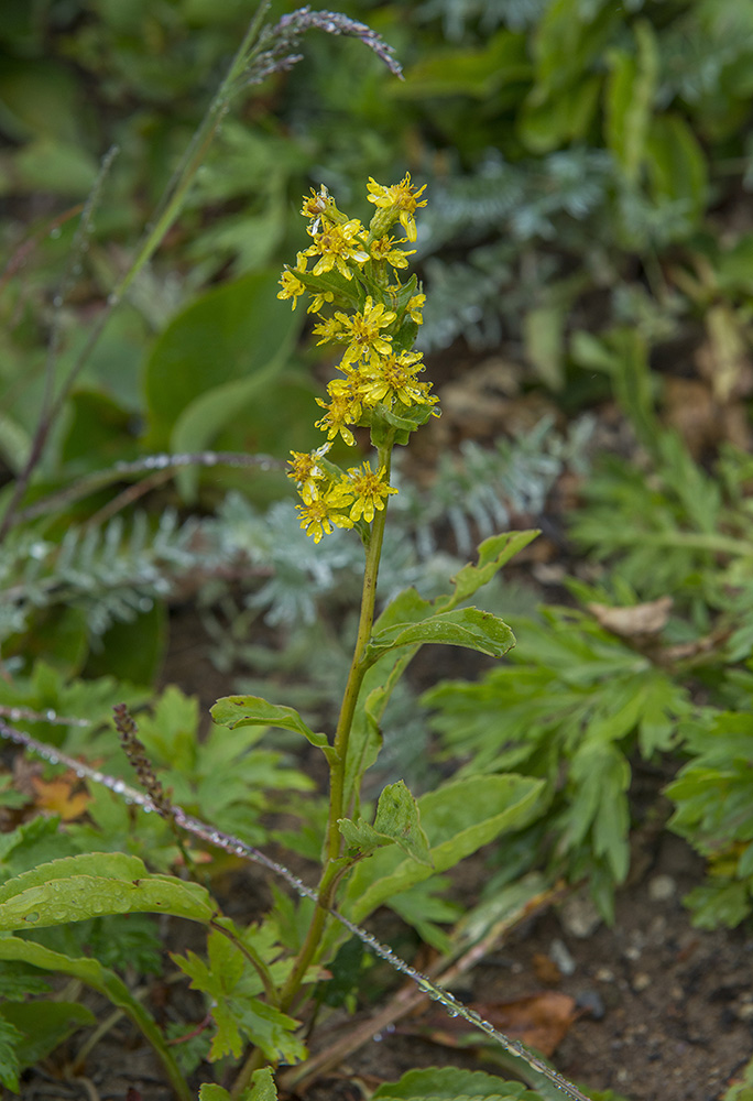 Изображение особи Solidago cuprea.