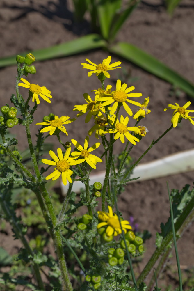 Image of Senecio vernalis specimen.