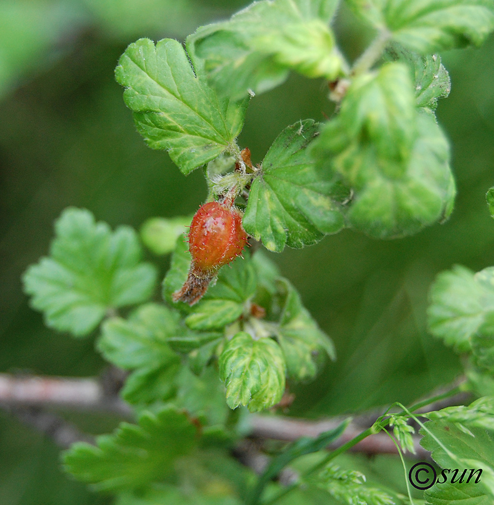 Изображение особи Grossularia uva-crispa.