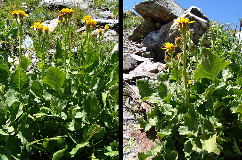Image of Senecio taraxacifolius specimen.