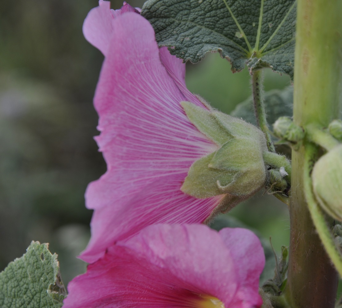 Image of Alcea rosea specimen.