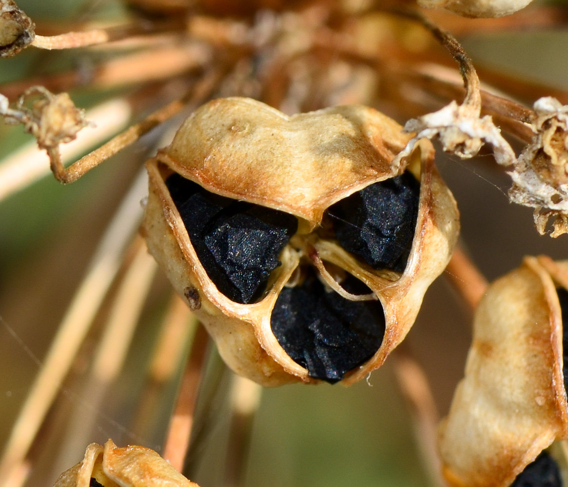 Image of Allium tel-avivense specimen.