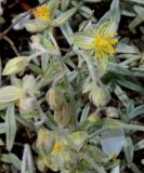 Helianthemum apenninum. Бутоны и отцветшие цветки. Германия, г. Дюссельдорф, Ботанический сад университета. 04.05.2014.