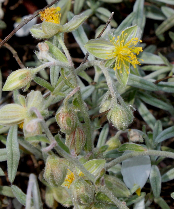 Изображение особи Helianthemum apenninum.