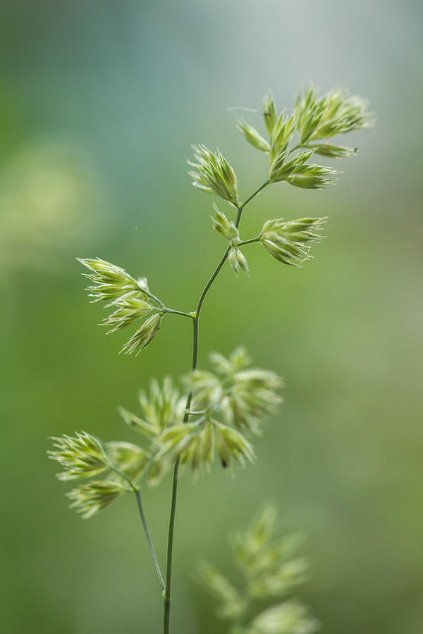 Изображение особи Dactylis glomerata.