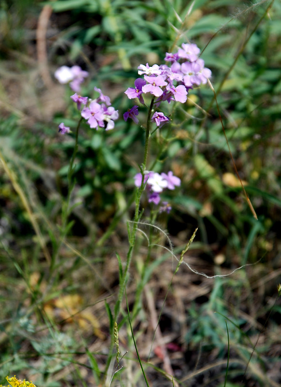 Image of Clausia aprica specimen.