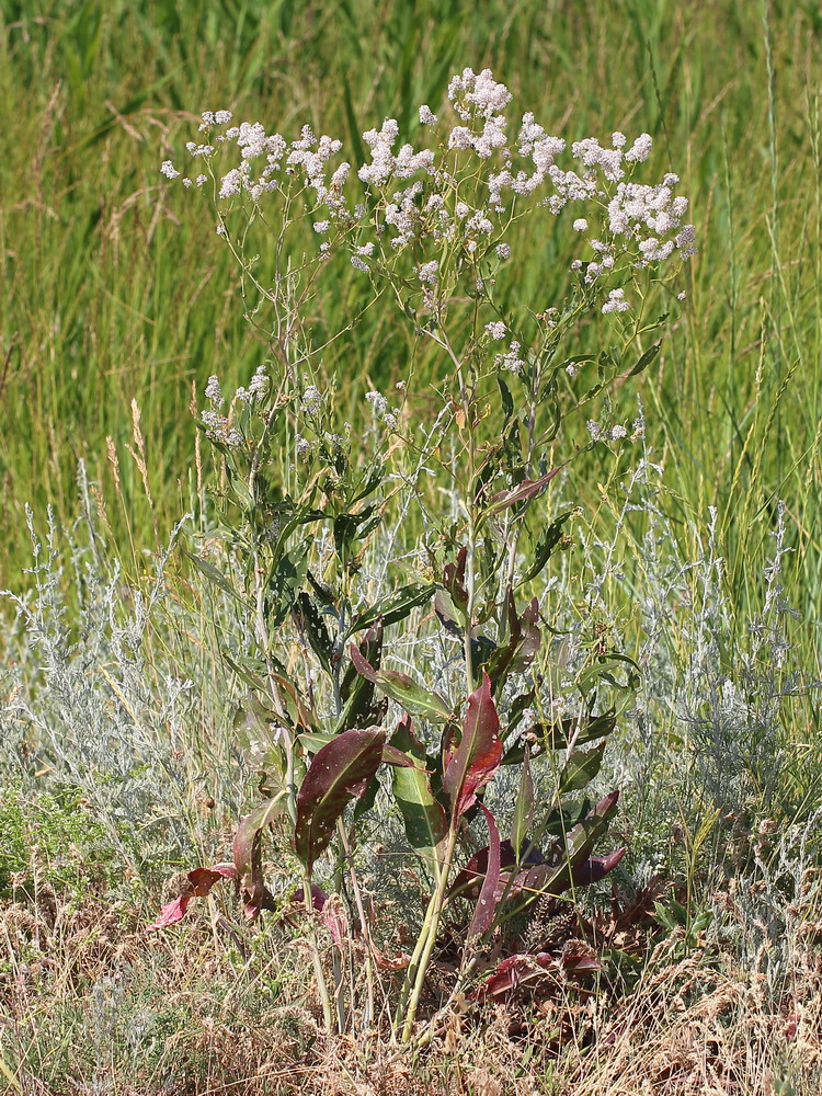 Изображение особи Lepidium latifolium.