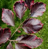 Fagus sylvatica