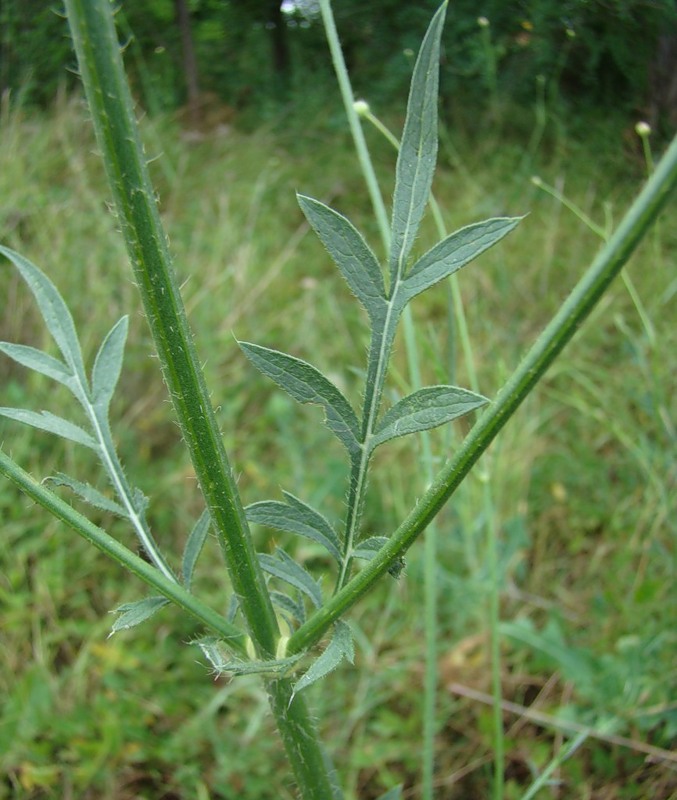 Изображение особи Cephalaria transsylvanica.