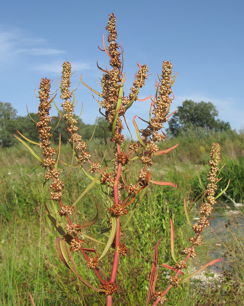 Image of Rumex halacsyi specimen.