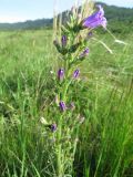 Campanula sibirica