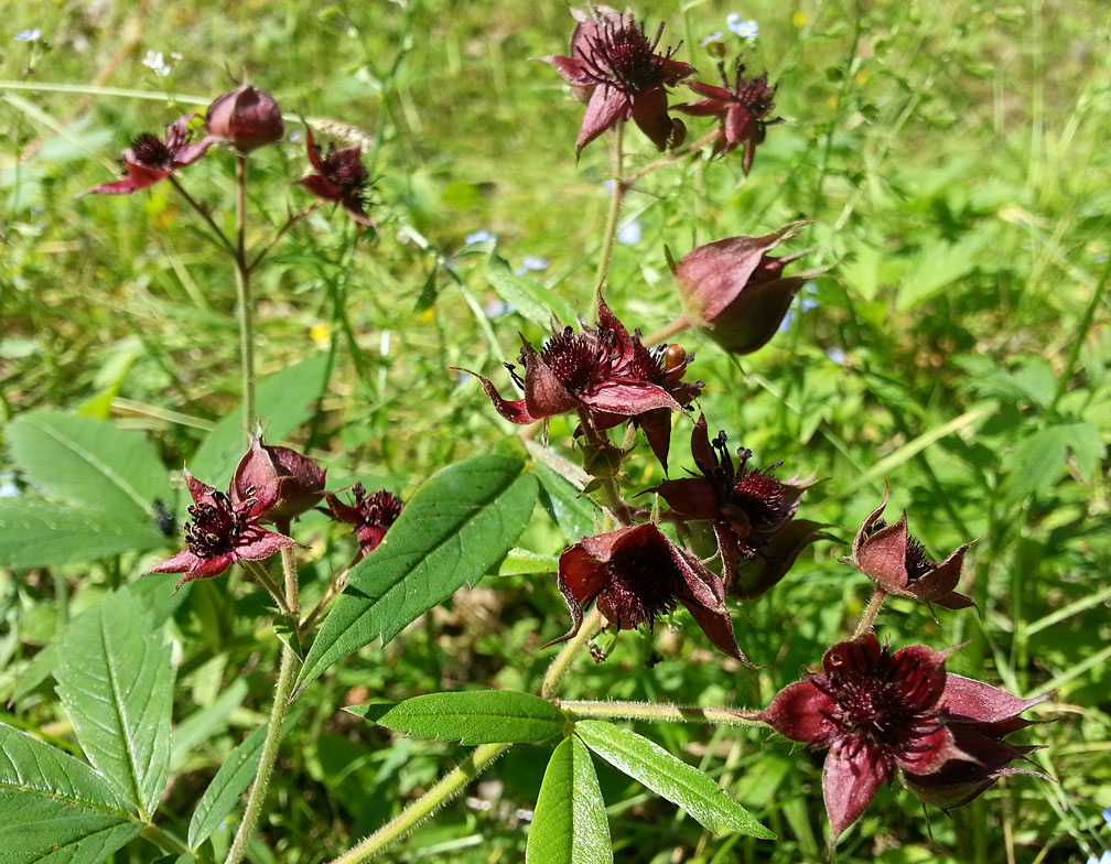 Image of Comarum palustre specimen.