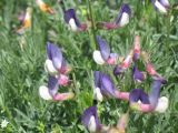 Vicia subvillosa