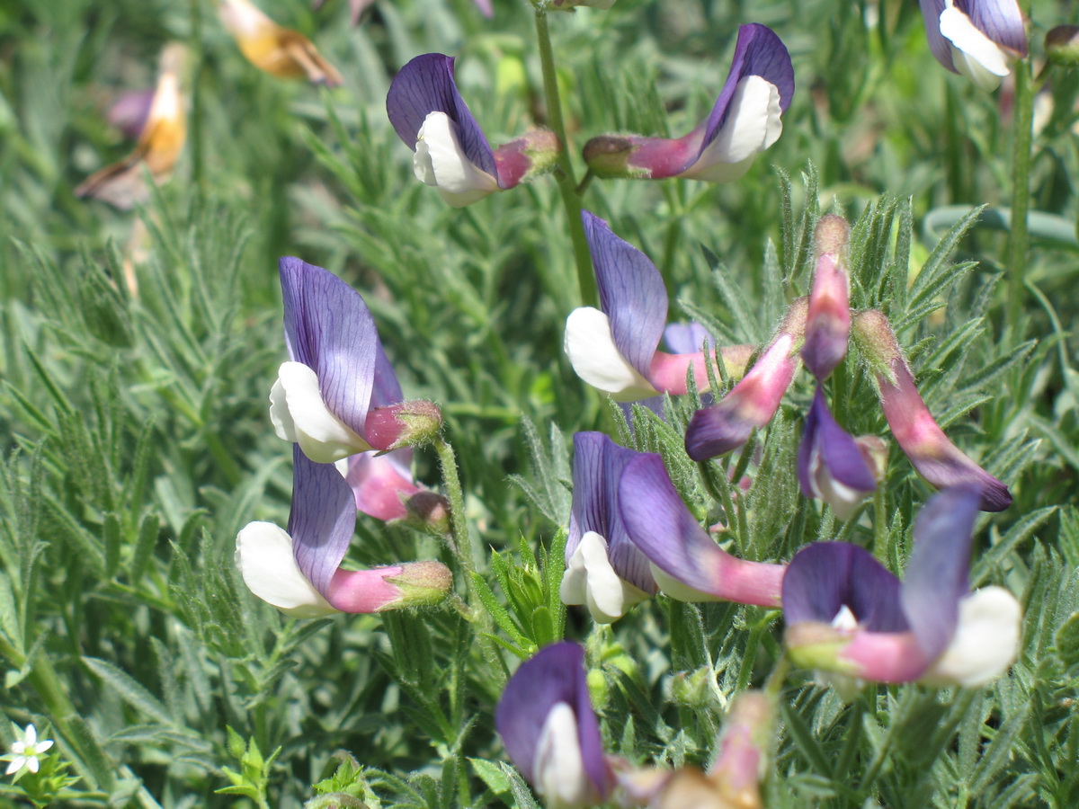 Image of Vicia subvillosa specimen.