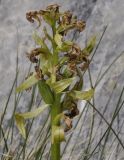 Dactylorhiza sambucina