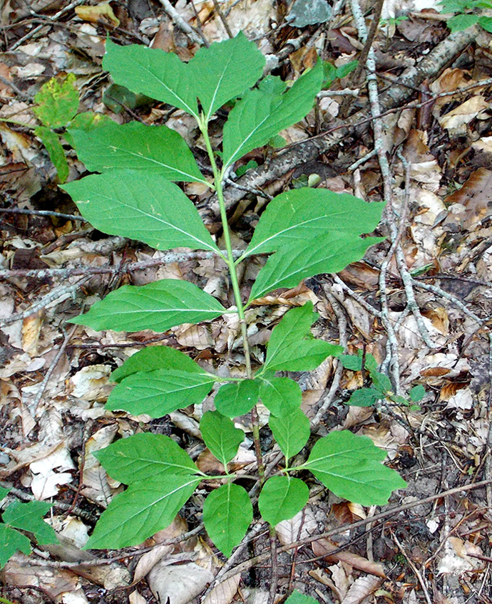 Изображение особи Euonymus latifolius.