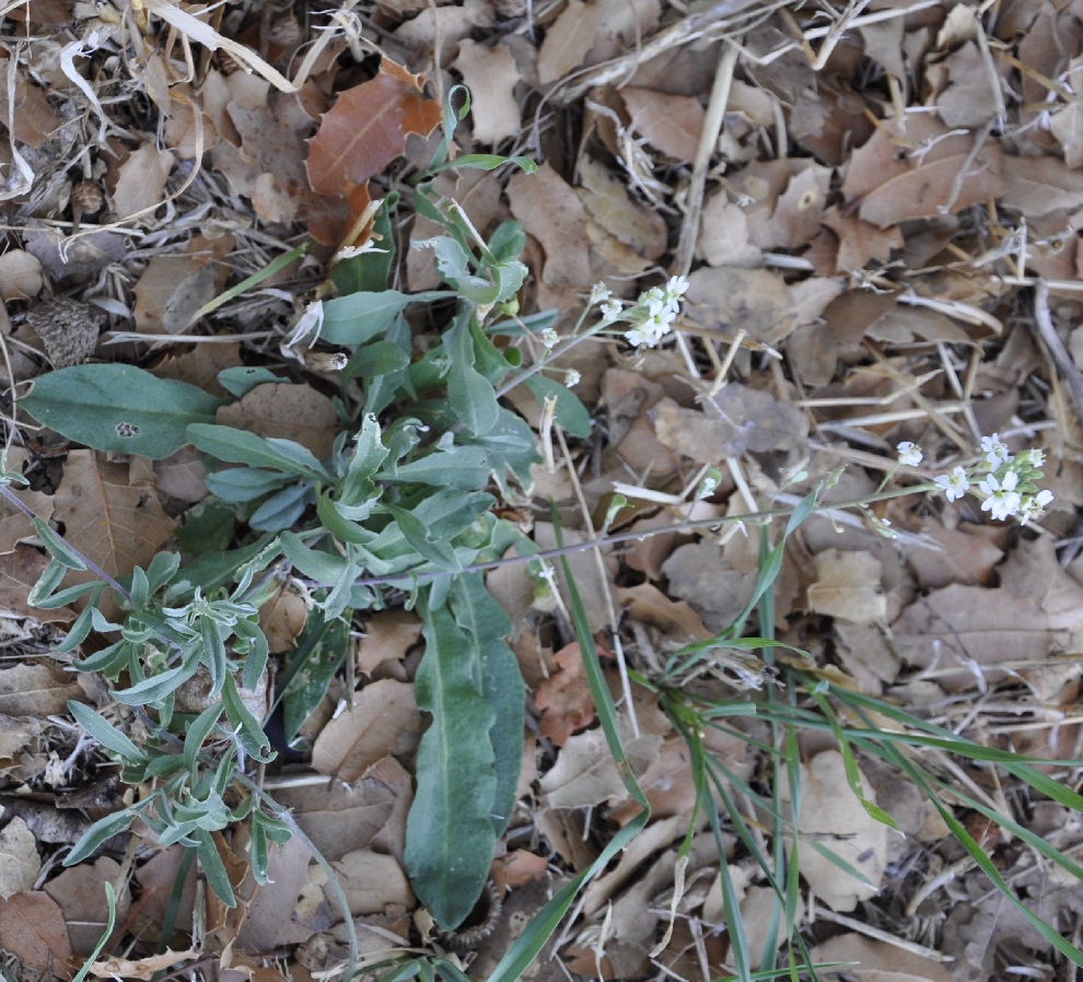 Image of Berteroa obliqua specimen.