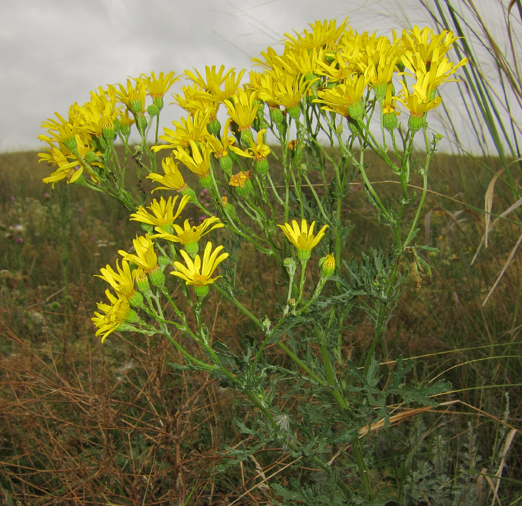 Изображение особи Senecio jacobaea.