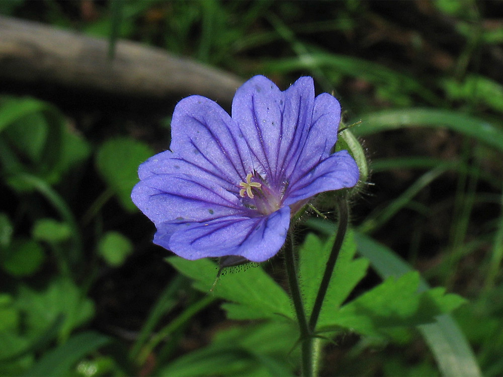 Изображение особи Geranium bohemicum.