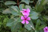 Catharanthus roseus