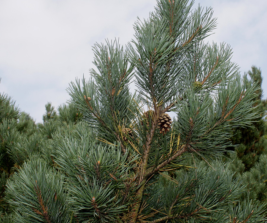 Сосновые порядок хвойные. Pinus Sylvestris Albyns. Сосновые (семейство). Сосна сей. Сосновые (порядок).