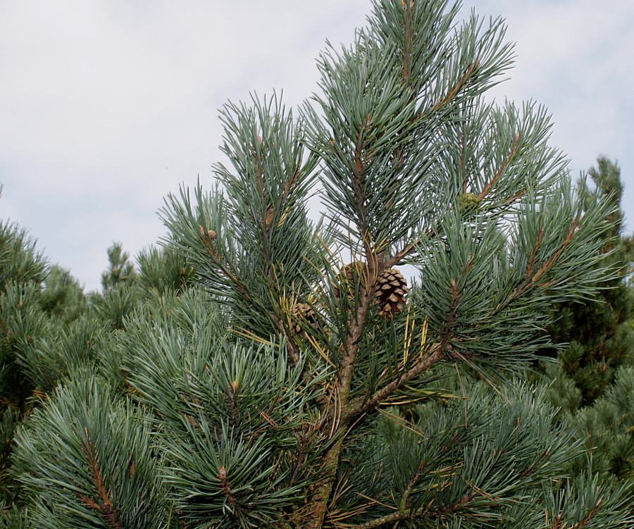 Image of Pinus sylvestris specimen.