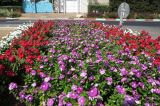 Catharanthus roseus