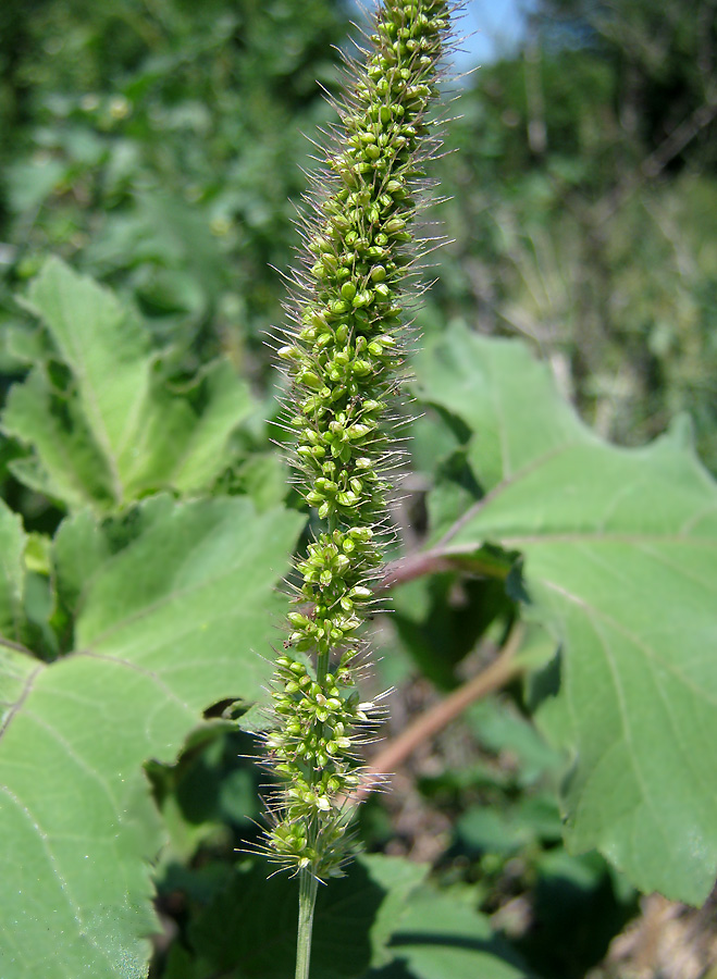 Image of Setaria verticillata specimen.