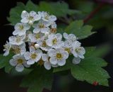genus Crataegus. Цветки. Московская обл., Раменский р-н, окр. ж.-д. платформы Хрипань, смешанный лес у ЛЭП. 24.05.2014.